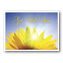 Radiant Petals Get Well Cards